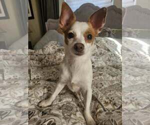 Chiranian Dogs for adoption in Arlington, WA, USA