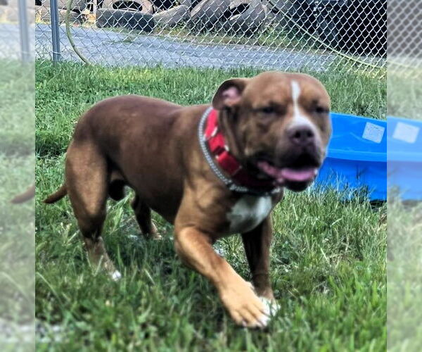Medium Photo #2 American Pit Bull Terrier-Unknown Mix Puppy For Sale in Hinton, WV, USA