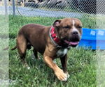 Small #1 American Pit Bull Terrier Mix