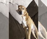 Small Photo #4 English Foxhound-Golden Retriever Mix Puppy For Sale in St. Augustine, FL, USA