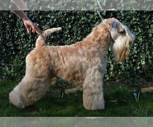 Mother of the Soft Coated Wheaten Terrier puppies born on 09/16/2022