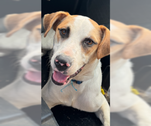 Labrador Retriever-Unknown Mix Dogs for adoption in Wakefield, RI, USA