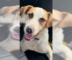 Small Labrador Retriever Mix