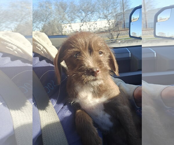 Medium Photo #5 Poodle (Miniature)-Unknown Mix Puppy For Sale in Rosenberg, TX, USA