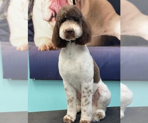 Mother of the Labradoodle puppies born on 06/21/2025