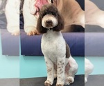 Small Photo #1 Labradoodle Puppy For Sale in KISSIMMEE, FL, USA