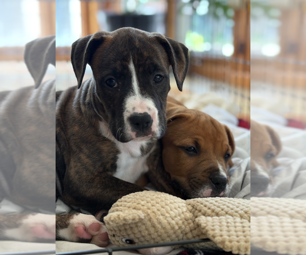 Medium Photo #2 Mutt Puppy For Sale in Candler, NC, USA