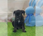 Small #6 Catahoula Leopard Dog