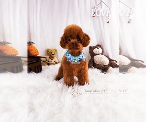 Poodle (Toy) Puppy for sale in ASTORIA, NY, USA