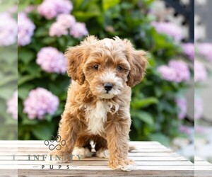 Goldendoodle (Miniature) Puppy for sale in LEOLA, PA, USA
