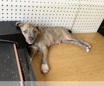 Small #4 Australian Shepherd-Staffordshire Bull Terrier Mix