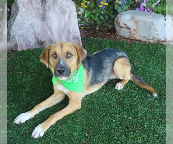 Medium Photo #1 German Shepherd Dog-Unknown Mix Puppy For Sale in Oklahoma City, OK, USA