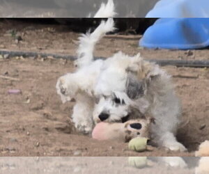 **LOLA - Read Bio Below - Female Shih-Poo Dog for Adoption - Photo #7