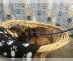 Small Chiweenie