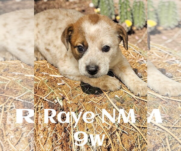 Medium Photo #1 Red Heeler-Unknown Mix Puppy For Sale in The Woodlands, TX, USA