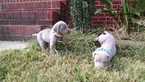 Small Photo #14 Weimaraner Puppy For Sale in UNION GROVE, AL, USA