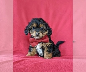 Jack Chi-Poodle (Miniature) Mix Puppy for sale in LINCOLN UNIVERSITY, PA, USA