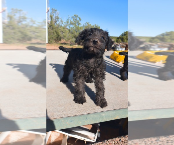 Medium Photo #1 Schnauzer (Miniature) Puppy For Sale in SHOW LOW, AZ, USA