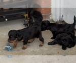 Small #5 YorkiePoo