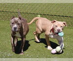 Small #3 American Pit Bull Terrier Mix
