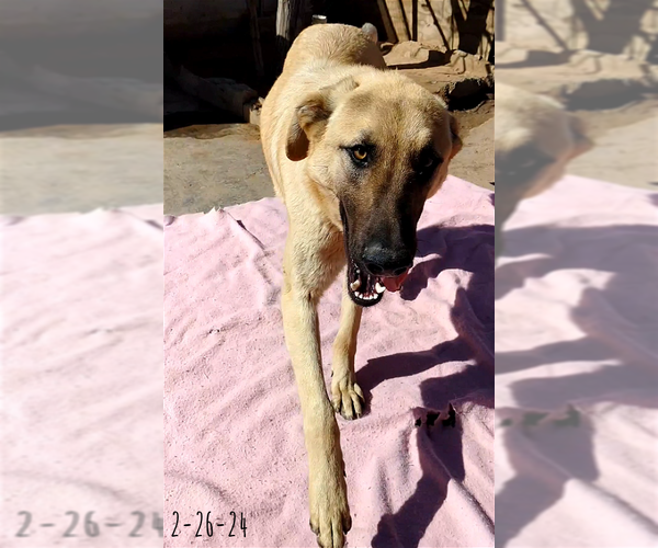 Medium Photo #3 Mutt Puppy For Sale in Apple Valley, CA, USA