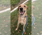 Small #1 Labrador Retriever