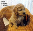 Small Photo #5 Goldendoodle (Miniature) Puppy For Sale in SHELBY TOWNSHIP, MI, USA