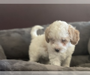 Maltipoo Puppy for sale in RIVERSIDE, CA, USA
