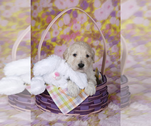 Goldendoodle Puppy for sale in MC CONNELLSBURG, PA, USA