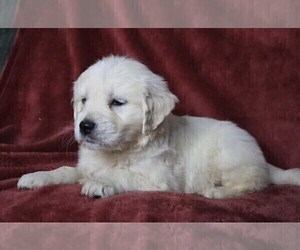 English Cream Golden Retriever Puppy for sale in FREDERICKSBG, OH, USA