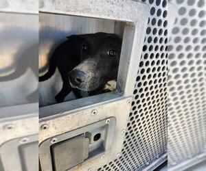 Labrador Retriever Dogs for adoption in San Antonio, TX, USA