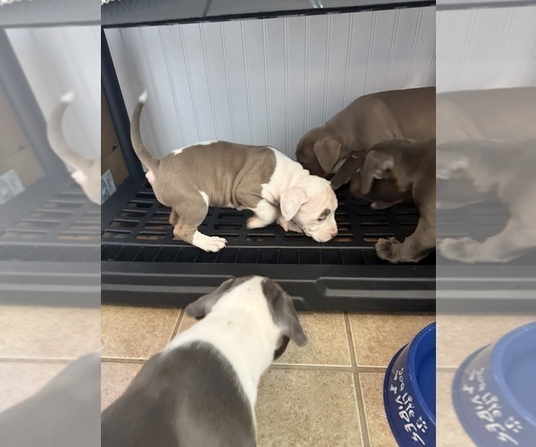 Medium Photo #11 American Pit Bull Terrier-American Staffordshire Terrier Mix Puppy For Sale in CHATTANOOGA, TN, USA