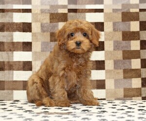 Cavapoo (Miniature) Puppy for Sale in DENVER, Pennsylvania USA