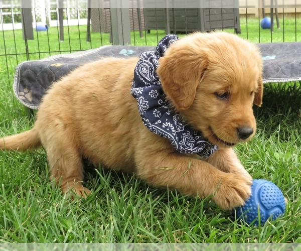 Medium Photo #2 Golden Retriever Puppy For Sale in Grovertown, IN, USA