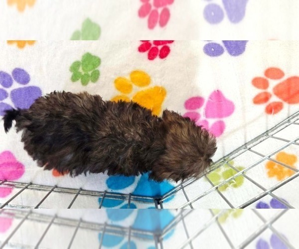 Medium Photo #14 Cavapoo (Miniature)-Poodle (Toy) Mix Puppy For Sale in ORO VALLEY, AZ, USA