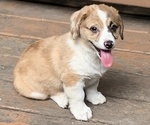 Small Photo #44 Welsh Cardigan Corgi Puppy For Sale in SUN PRAIRIE, WI, USA
