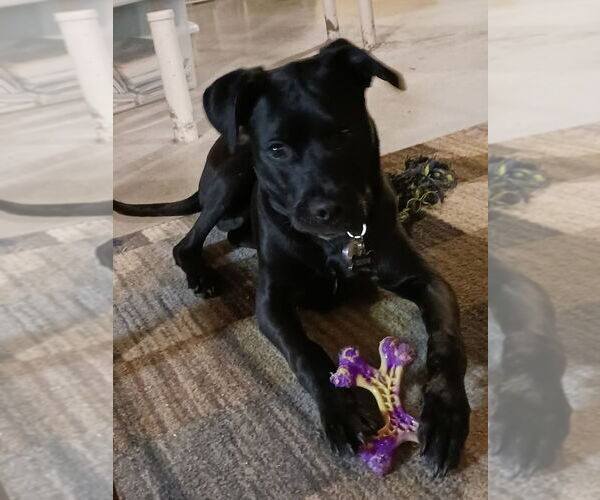 Medium Photo #3 Labrador Retriever-Unknown Mix Puppy For Sale in Aurora, IN, USA