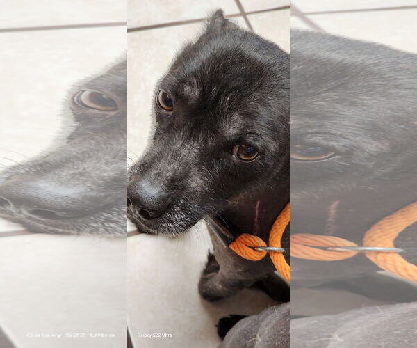 Medium Photo #3 Mutt Puppy For Sale in Erie, MI, USA