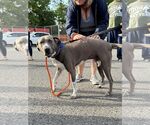 Small #12 American Pit Bull Terrier Mix