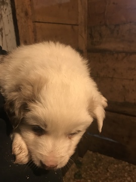 Medium Photo #5 Border Collie Puppy For Sale in JEFFERSON, OH, USA
