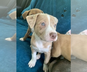 American Staffordshire Terrier-Australian Shepherd Mix Puppy for sale in DAHLONEGA, GA, USA