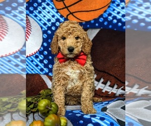 Goldendoodle (Miniature) Puppy for sale in GLEN ROCK, PA, USA