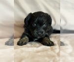 Kitten - Female Corgipoo Puppy for Sale - Photo #20