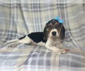 Beagle Puppy for sale in LAKELAND, FL, USA