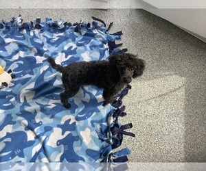 Poodle (Miniature) Puppy for sale in SAINT CLOUD, MN, USA