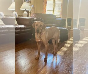 Labrador Retriever-Redbone Coonhound Mix Dogs for adoption in Holly Springs, NC, USA