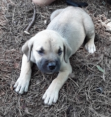 Cane Corso Puppy for sale in VILLA RICA, GA, USA