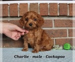Image preview for Ad Listing. Nickname: Charlie