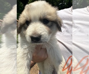 Great Pyrenees Puppy for sale in DILLWYN, VA, USA