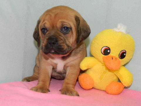 Medium Photo #1 Puggle Puppy For Sale in WARSAW, NY, USA